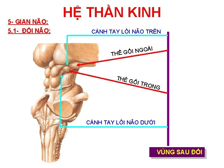 5 - GIAN NÃO: 5. 1 - ĐỒI NÃO: HỆ THẦN KINH CÁNH TAY