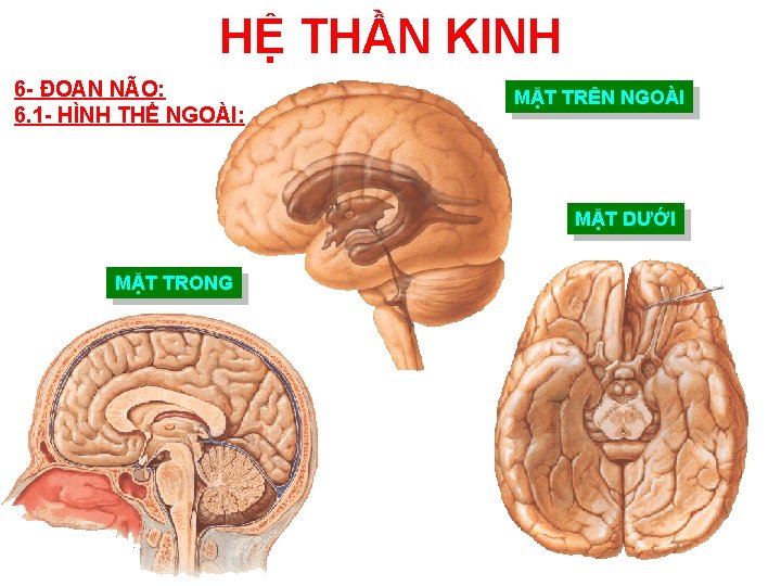 HỆ THẦN KINH 6 - ĐOAN NÃO: 6. 1 - HÌNH THỂ NGOÀI: MẶT