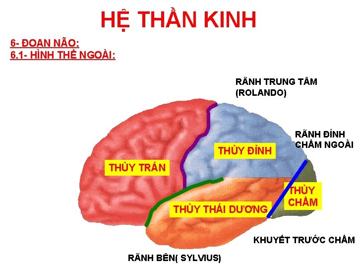 HỆ THẦN KINH 6 - ĐOAN NÃO: 6. 1 - HÌNH THỂ NGOÀI: RÃNH