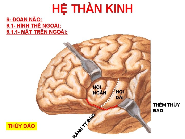 HỆ THẦN KINH 6 - ĐOAN NÃO: 6. 1 - HÌNH THỂ NGOÀI: 6.