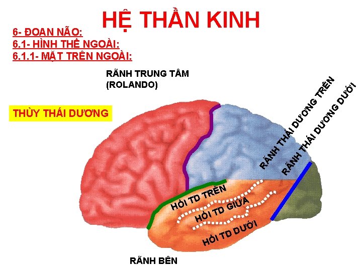 HỆ THẦN KINH 6 - ĐOAN NÃO: 6. 1 - HÌNH THỂ NGOÀI: 6.