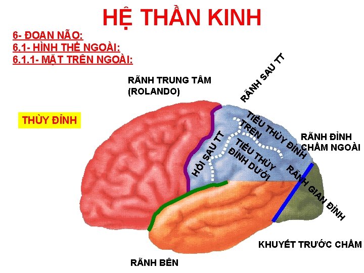 HỆ THẦN KINH HỒ IS AU TT THÙY ĐỈNH NH RÃ RÃNH TRUNG T