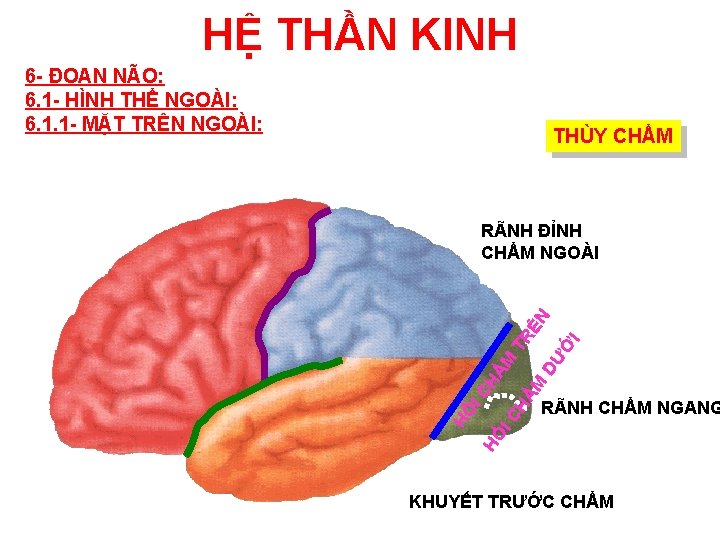 HỆ THẦN KINH 6 - ĐOAN NÃO: 6. 1 - HÌNH THỂ NGOÀI: 6.