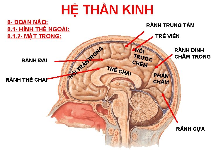 HỆ THẦN KINH 6 - ĐOAN NÃO: 6. 1 - HÌNH THỂ NGOÀI: 6.