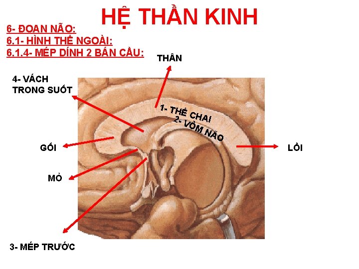 HỆ THẦN KINH 6 - ĐOAN NÃO: 6. 1 - HÌNH THỂ NGOÀI: 6.