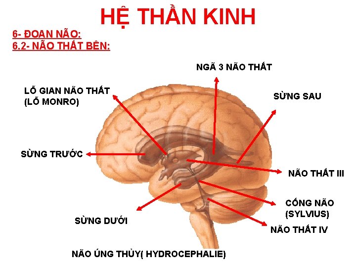 HỆ THẦN KINH 6 - ĐOAN NÃO: 6. 2 - NÃO THẤT BÊN: NGÃ