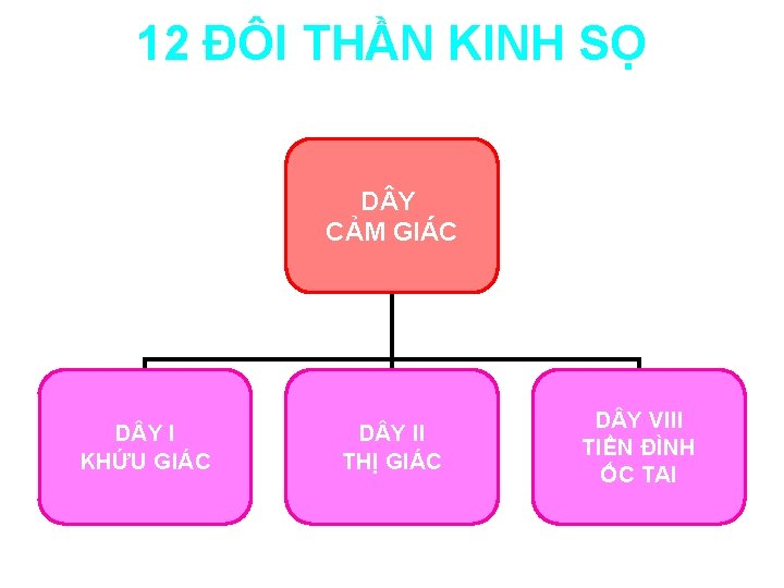 12 ĐÔI THẦN KINH SỌ D Y CẢM GIÁC D Y I KHỨU GIÁC