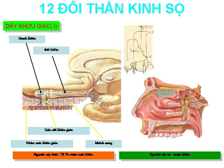 12 ĐÔI THẦN KINH SỌ D Y KHỨU GIÁC( I) Haønh khöùu daõi khöùu