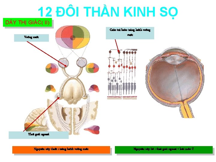 12 ĐÔI THẦN KINH SỌ D Y THỊ GIÁC( II) Voõng maïc Caùc teá