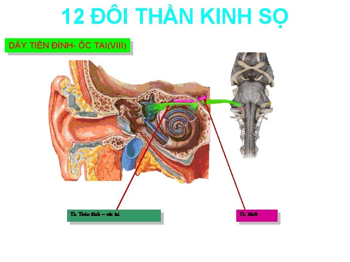 12 ĐÔI THẦN KINH SỌ D Y TIỀN ĐÌNH- ỐC TAI(VIII) Tk. Tieàn ñình