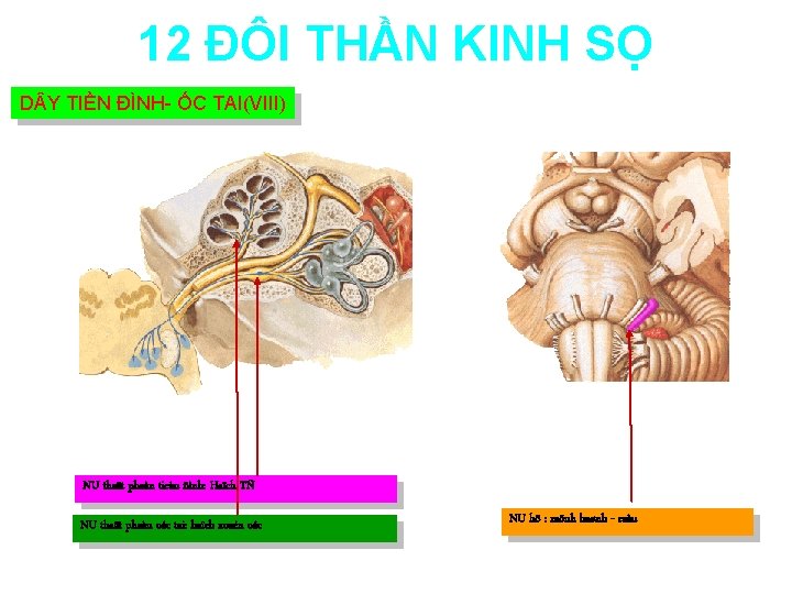 12 ĐÔI THẦN KINH SỌ D Y TIỀN ĐÌNH- ỐC TAI(VIII) NU thaät phaàn