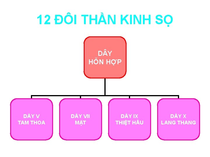 12 ĐÔI THẦN KINH SỌ D Y HỖN HỢP D Y V TAM THOA