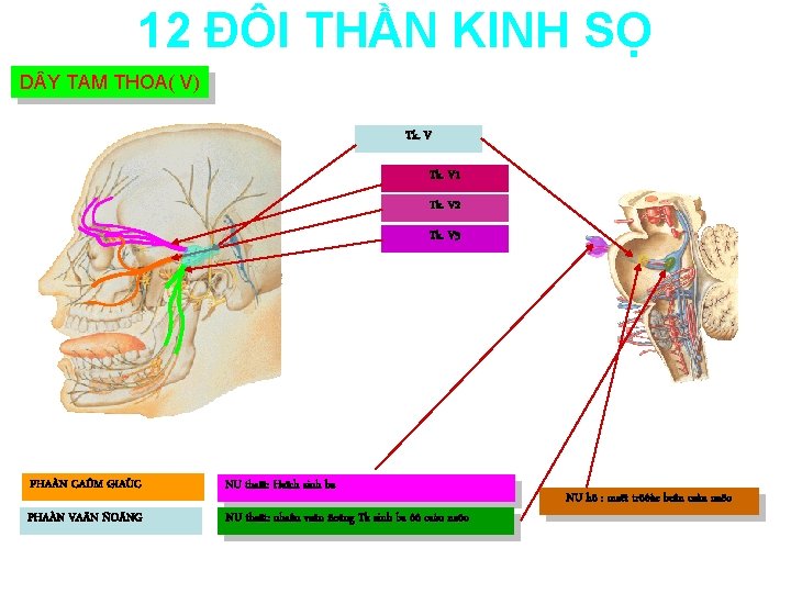 12 ĐÔI THẦN KINH SỌ D Y TAM THOA( V) Tk. V 1 Tk.