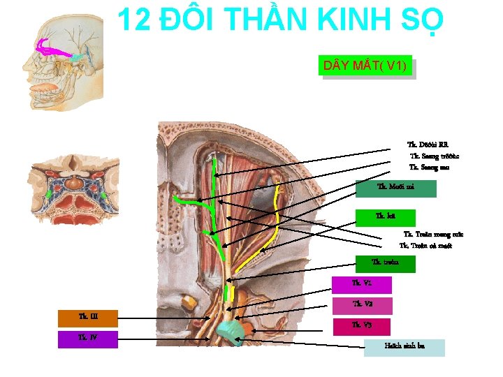 12 ĐÔI THẦN KINH SỌ D Y MẮT( V 1) Tk. Döôùi RR Tk.