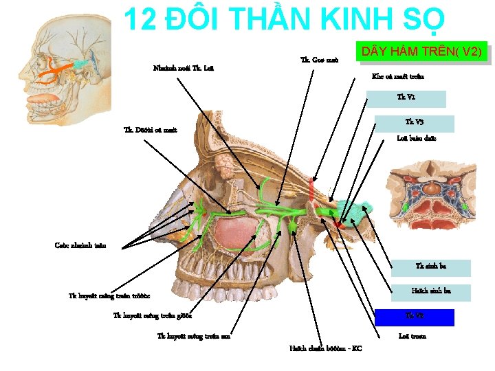 12 ĐÔI THẦN KINH SỌ Nhaùnh noái Tk. Leä Tk. Goø maù D Y