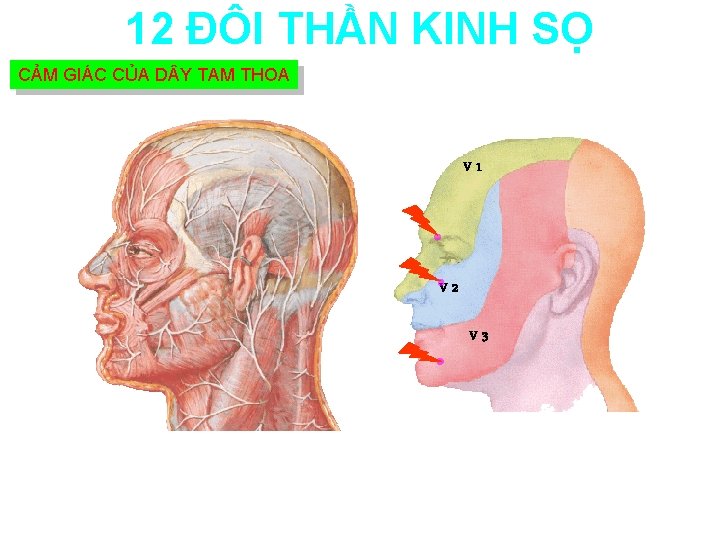 12 ĐÔI THẦN KINH SỌ CẢM GIÁC CỦA D Y TAM THOA V 1