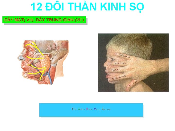 12 ĐÔI THẦN KINH SỌ D Y MẶT( VII)- D Y TRUNG GIAN (VII’)