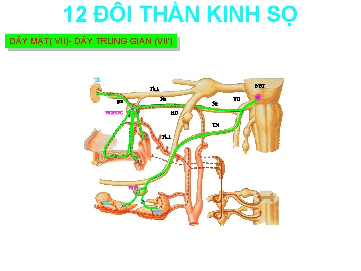 12 ĐÔI THẦN KINH SỌ D Y MẶT( VII)- D Y TRUNG GIAN (VII’)