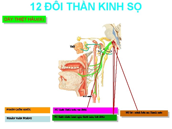 12 ĐÔI THẦN KINH SỌ D Y THIỆT HẦU(IX) TMT X+TT caûnh PHAÀN CAÛM