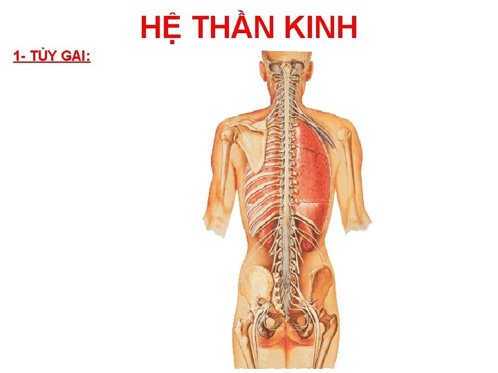 HỆ THẦN KINH 1 - TỦY GAI: 