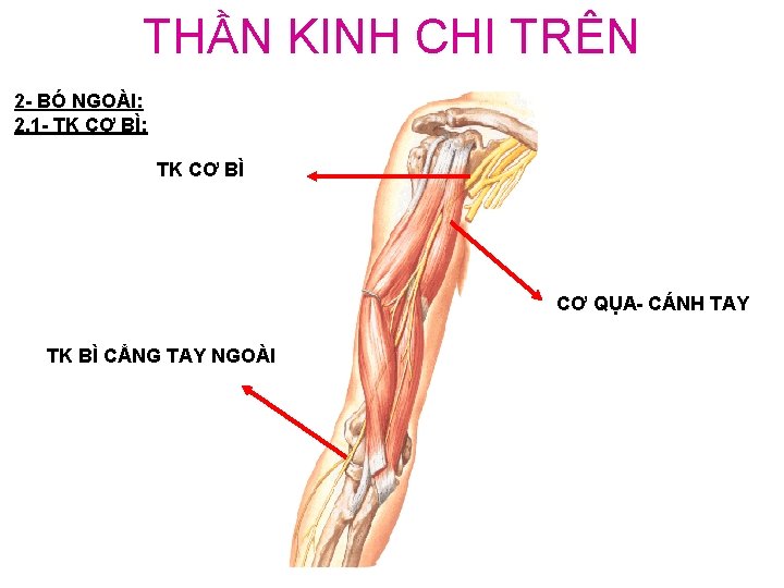 THẦN KINH CHI TRÊN 2 - BÓ NGOÀI: 2. 1 - TK CƠ BÌ: