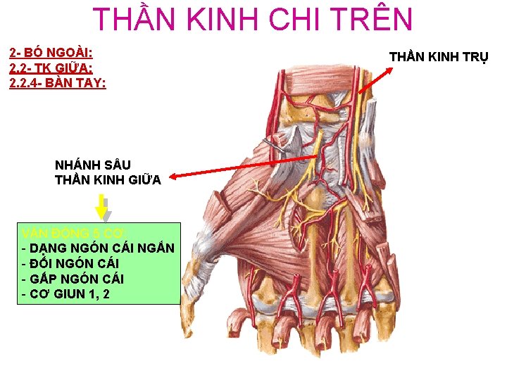 THẦN KINH CHI TRÊN 2 - BÓ NGOÀI: 2. 2 - TK GIỮA: 2.