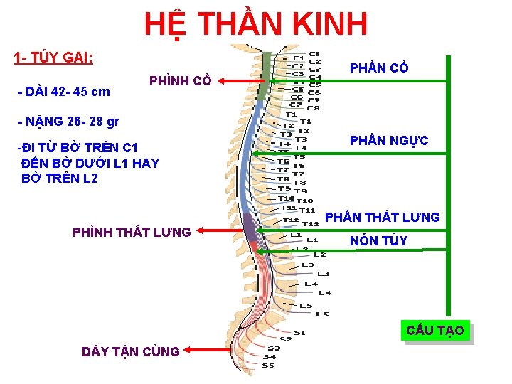 HỆ THẦN KINH 1 - TỦY GAI: - DÀI 42 - 45 cm PHÌNH