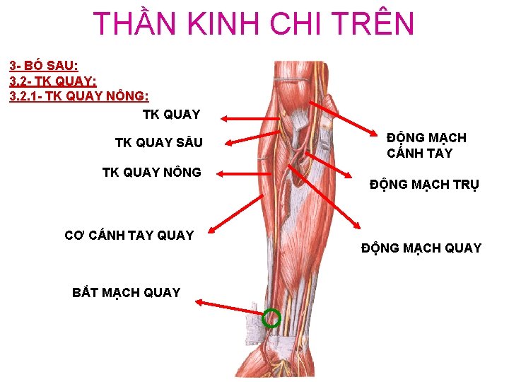 THẦN KINH CHI TRÊN 3 - BÓ SAU: 3. 2 - TK QUAY: 3.