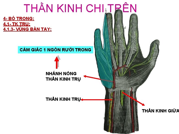 THẦN KINH CHI TRÊN 4 - BÓ TRONG: 4. 1 - TK TRỤ: 4.