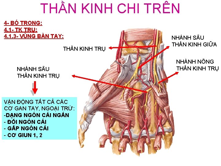 THẦN KINH CHI TRÊN 4 - BÓ TRONG: 4. 1 - TK TRỤ: 4.