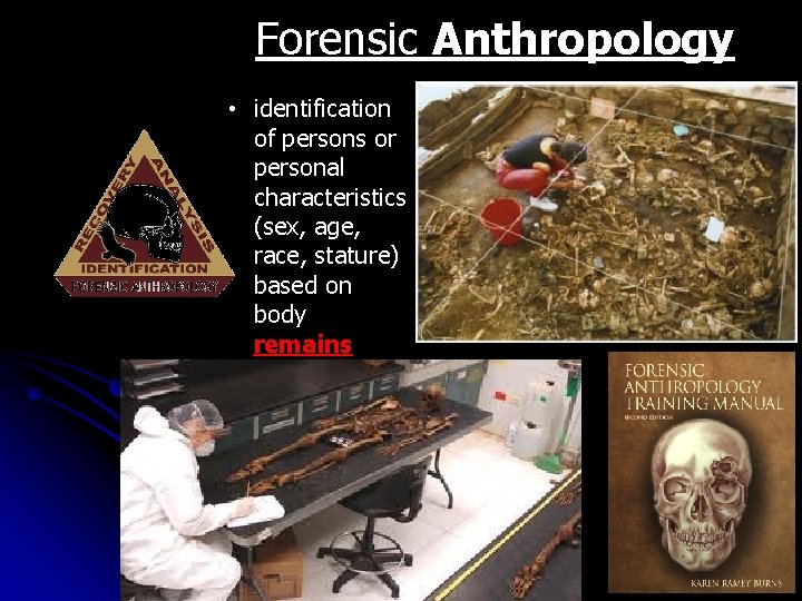 Forensic Anthropology • identification of persons or personal characteristics (sex, age, race, stature) based