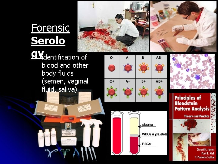 Forensic Serolo gy • identification of blood and other body fluids (semen, vaginal fluid,