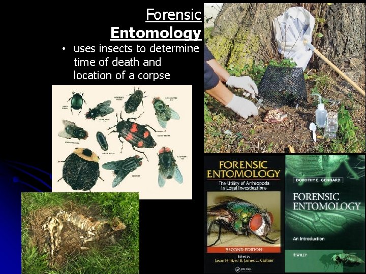 Forensic Entomology • uses insects to determine time of death and location of a