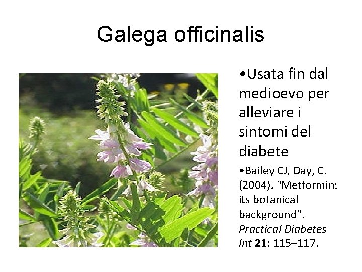 Galega officinalis • Usata fin dal medioevo per alleviare i sintomi del diabete •