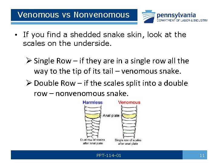 Venomous vs Nonvenomous • If you find a shedded snake skin, look at the