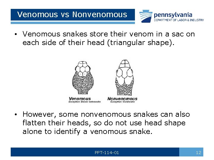 Venomous vs Nonvenomous • Venomous snakes store their venom in a sac on each