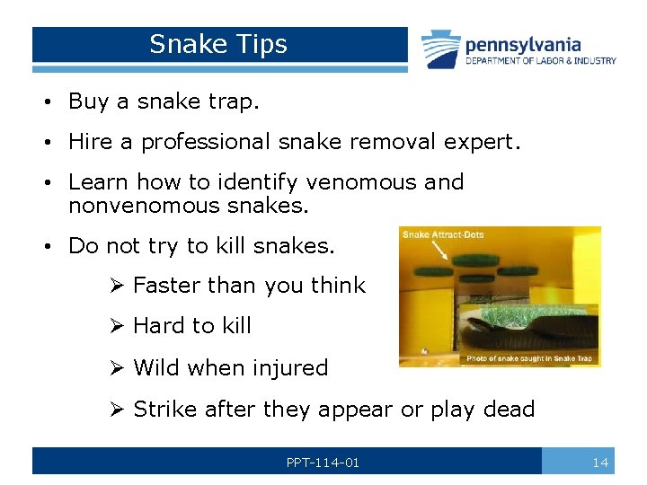 Snake Tips • Buy a snake trap. • Hire a professional snake removal expert.