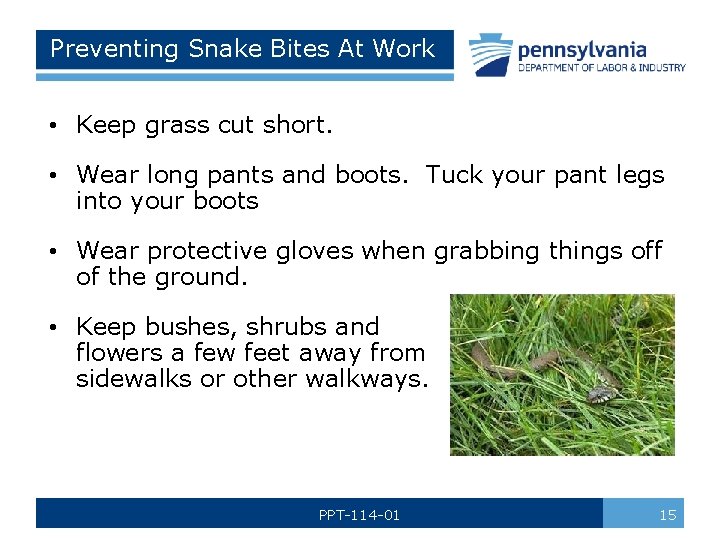 Preventing Snake Bites At Work • Keep grass cut short. • Wear long pants