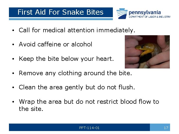 First Aid For Snake Bites • Call for medical attention immediately. • Avoid caffeine