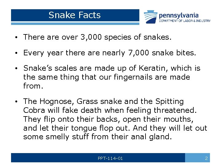 Snake Facts • There are over 3, 000 species of snakes. • Every year