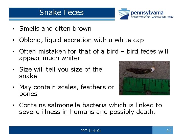 Snake Feces • Smells and often brown • Oblong, liquid excretion with a white