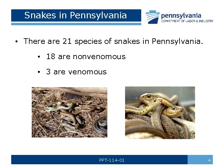 Snakes in Pennsylvania • There are 21 species of snakes in Pennsylvania. • 18