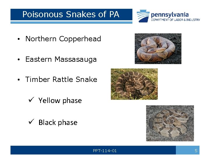 Poisonous Snakes of PA • Northern Copperhead • Eastern Massasauga • Timber Rattle Snake