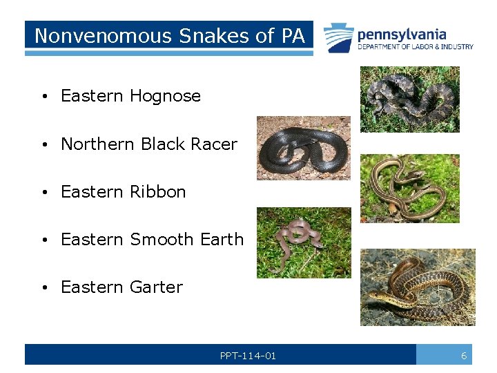 Nonvenomous Snakes of PA • Eastern Hognose • Northern Black Racer • Eastern Ribbon