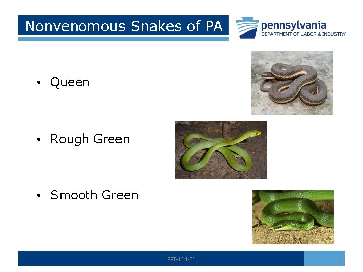 Nonvenomous Snakes of PA • Queen • Rough Green • Smooth Green PPT-114 -01