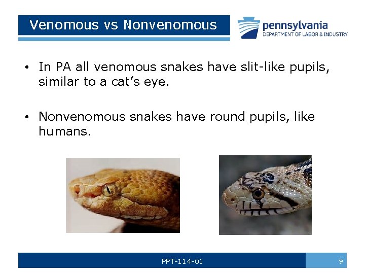 Venomous vs Nonvenomous • In PA all venomous snakes have slit-like pupils, similar to