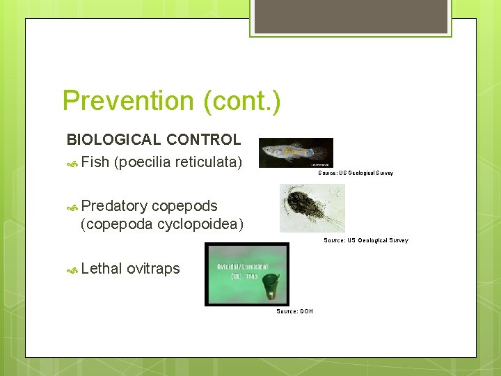 Prevention (cont. ) BIOLOGICAL CONTROL Fish (poecilia reticulata) Source: US Geological Survey Predatory copepods