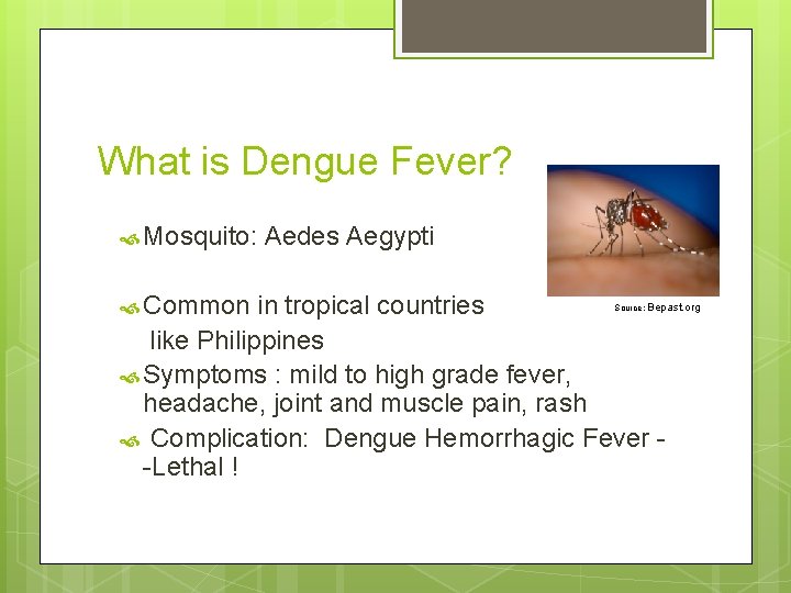 What is Dengue Fever? Mosquito: Common Aedes Aegypti Bepast. org in tropical countries like