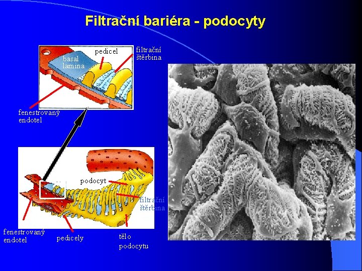 Filtrační bariéra - podocyty basal lamina pedicel filtrační štěrbina fenestrovaný endotel basal lamina podocyt Filtrační bariéra - podocyty basal lamina pedicel filtrační štěrbina fenestrovaný endotel basal lamina podocyt