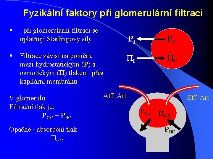 Fyzikální faktory při glomerulární filtraci § při glomerulární filtraci se uplatňují Starlingovy síly § Fyzikální faktory při glomerulární filtraci § při glomerulární filtraci se uplatňují Starlingovy síly §